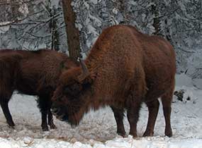 petit-chateau-du-villard-reserve-bisons-europe-1
